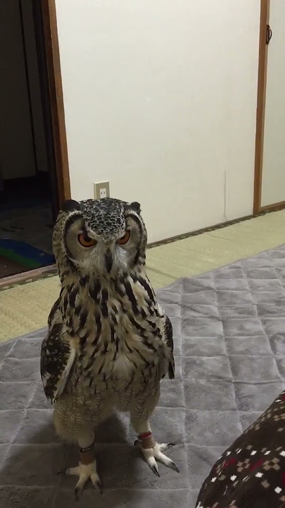 Funny Owl Intrigued by Stuffed Rat