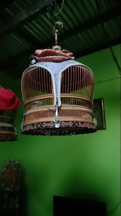 Suara burung terkukur (pemilik Wan Chekok)