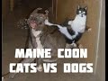 Maine Coon Meme