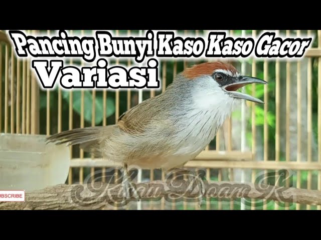 Pancing Bunyi Kaso Kaso Bahan Dijamin Ampuh • Kaso Kaso Gacor Variasi class=