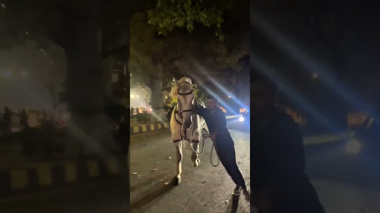 Zuljinnah Mast Ali Badshah  | Lahore Juloos 2025 | Muharram 1447H | Azadari Network