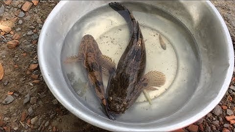 Thăm lú (12 cửa ngục )|Đi dỡ lú dính tôm và khúc cuối dính 2 chú cá bống tượng 1kg quá đã