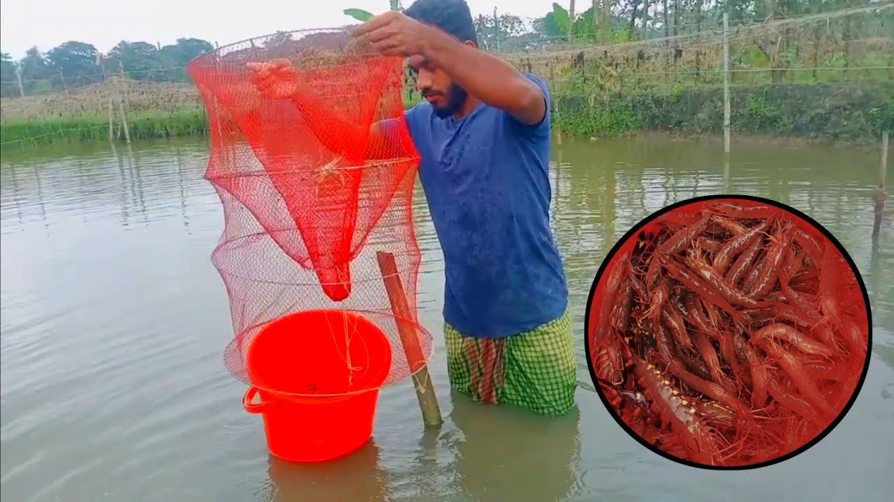 Shrimp Fishing Exploring the World of Shrimp Fishing Fishing