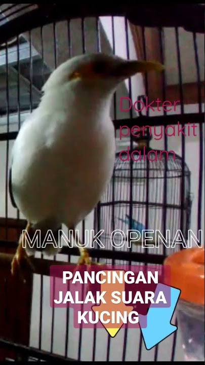 JALAK PUTIH NGOMONG SUARA KUCING
