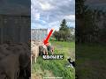牧羊犬をまっすぐ見つめた羊に起きたこと 🐑