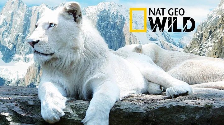 The Rare and Exotic Animals " White Lions"-[HD]Nat...