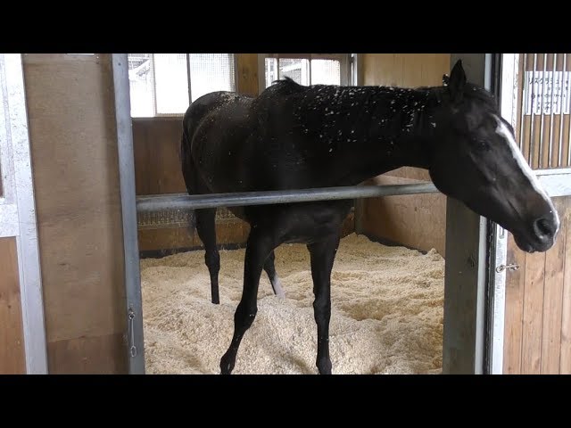 安田記念】リスグラシュー・矢作芳人調教師 涙を糧に花が咲く - YouTube