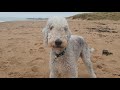 A BEAUTIFUL BEDLINGTON TERRIER DOG AT THE BEACH の動画、YouTube動画。