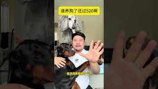 哼，快乐嗷！ #萌宠出道计划 #大型犬的温柔 #萌宠 #文明养犬从我做起
