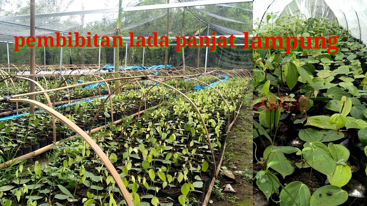 PEMBIBITAN LADA PANJAT LAMPUNG