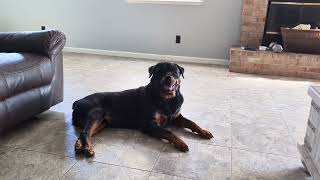 Macho Chillin by Macho the Rottweiler 729 views 8 months ago 1 minute, 35 seconds