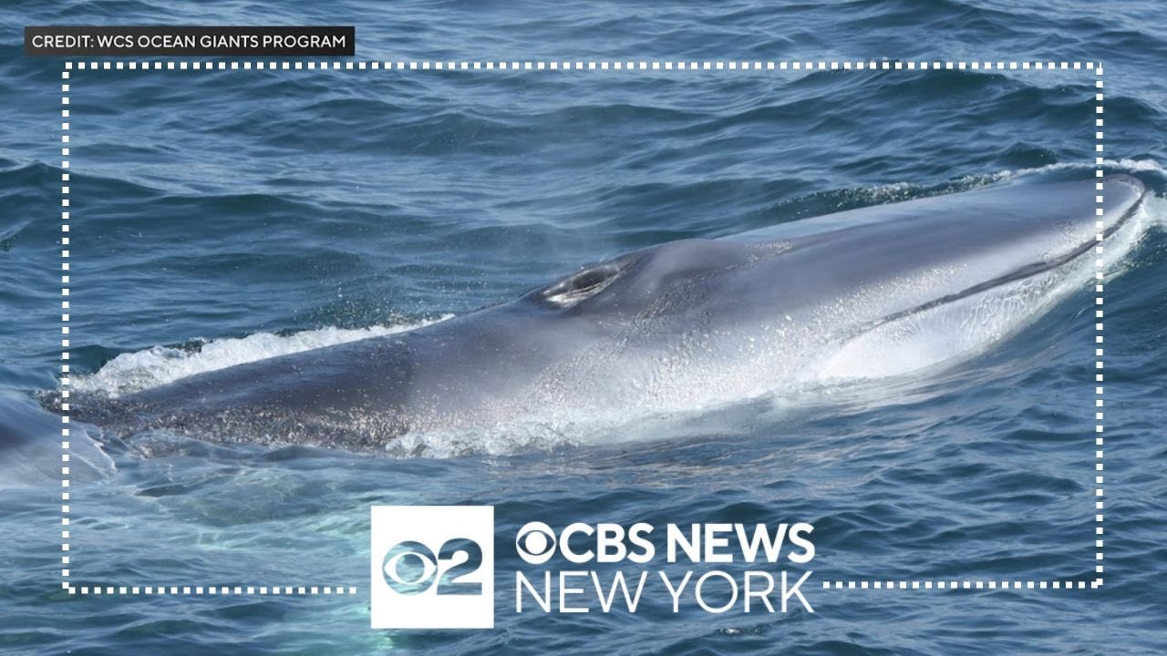 Endangered whale species finds home in waters off New York