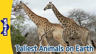 5 Tallest Animals on Earth | Giraffe, Elephant, Moose, Bison, Camel