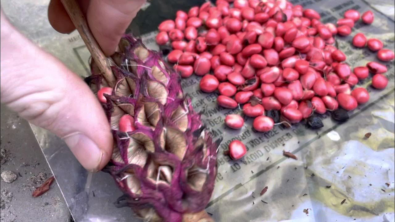 How to grow magnolias from seed YouTube