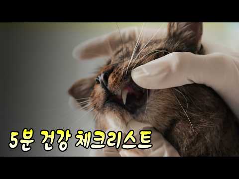 "나 아파" 말 못 하는 고양이가 보내는 7가지 위험 신호! 절대 놓치지 마세요