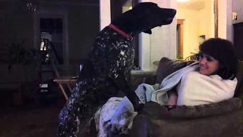 German Shorthaired Pointer Howling at phone