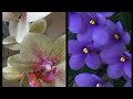 #PHALAENOPSIS ПОМПЕИ. ЕГО СОСТОЯНИЕ СПУСТЯ НЕДЕЛЮ  ПОСЛЕ ПАДЕНИЯ И, ПО ПРОСЬБЕ - ЛЮБИМАЯ ФИАЛОЧКА😍❣️