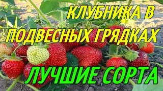 видео Как выбрать лучшие сорта ежевики - советы фермеров | Ягодный сад, или прикладное садоводство в советах, вопросах и ответах