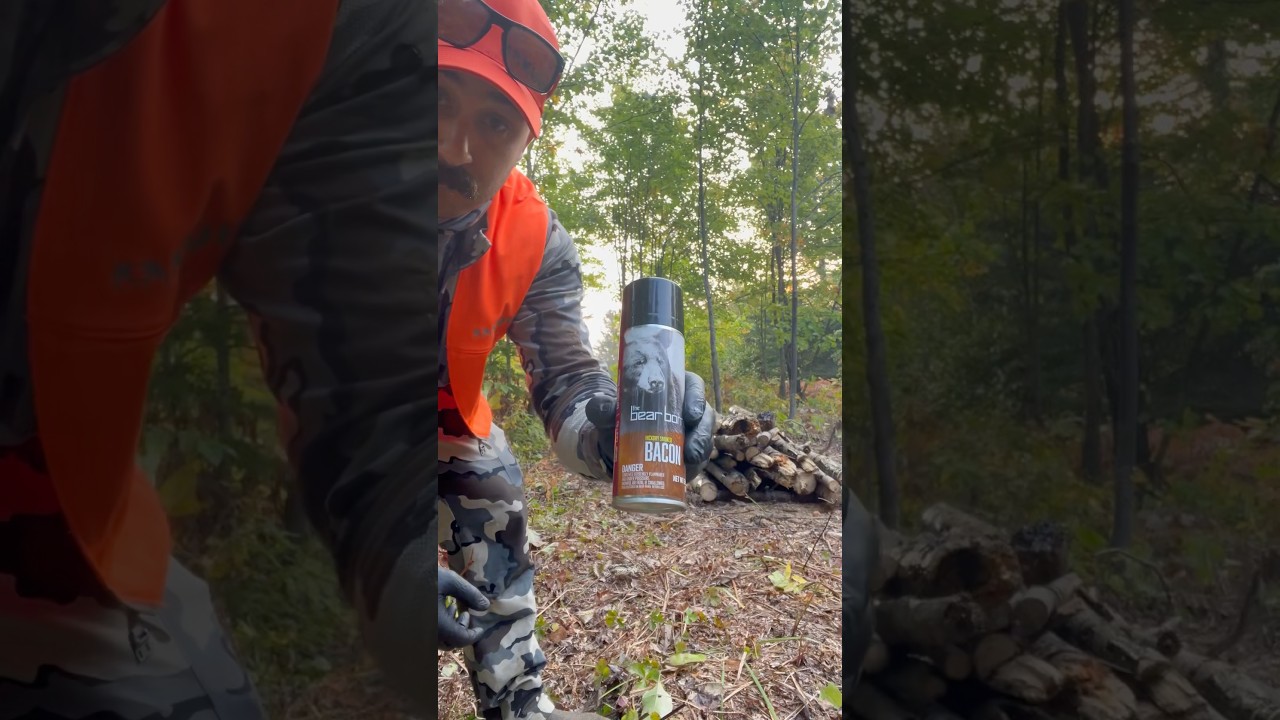 How to bait black bears. 