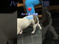ハート型の模様を持つ犬を発見「A dog with a heart-shaped pattern was discovered.」 #ハート型 #犬動画 #大型犬のいる生活