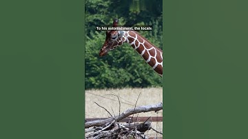 Thumbnail of A Giraffe in the Imperial Court of China: Zheng He Voyages