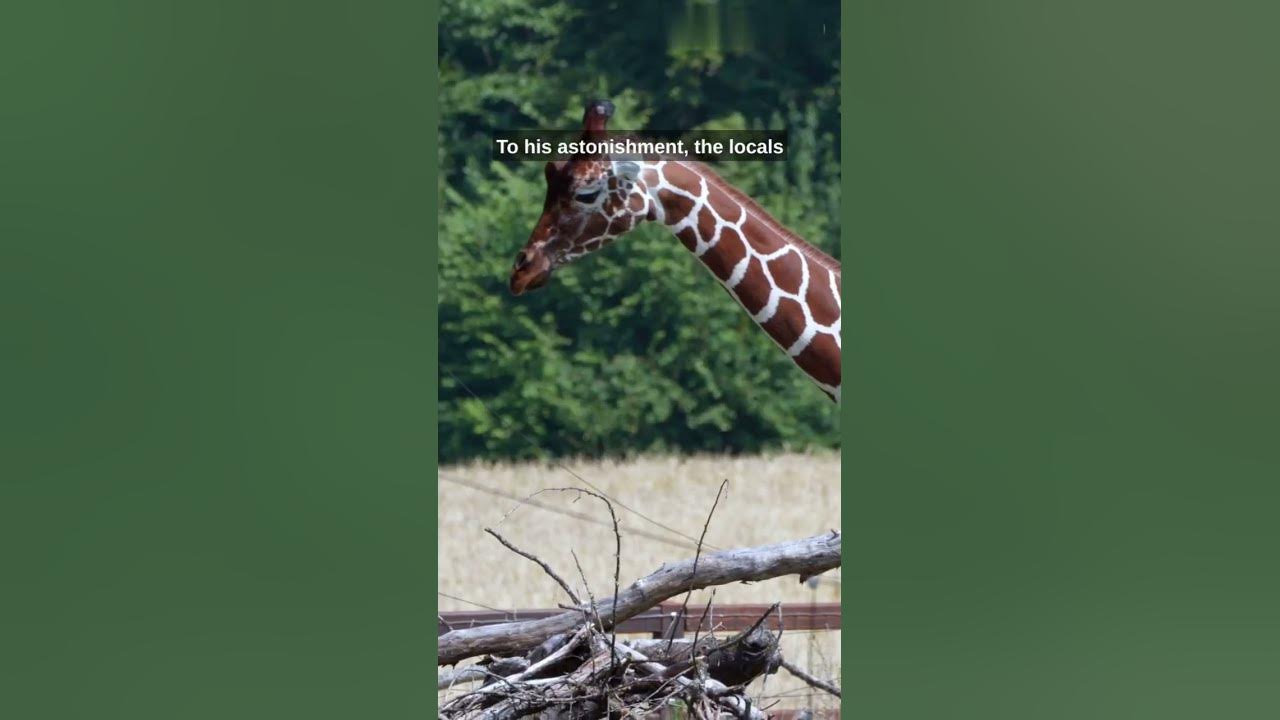 A Giraffe in the Imperial Court of China: Zheng He Voyages