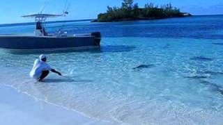 Video thumbnail of "Shark feeding frenzy in shallow water..... !!!!"