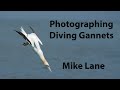 Photographing diving Gannets