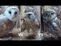 Barn Owl vs Kestrel vs Little Owls | Wildlife Fight Over New Nest Box