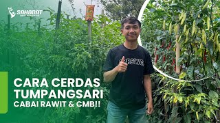 TIPS FOR SUCCESSFUL INTERCROPPING OF BIRD'S CHILI & CMB: WHAT SHOULD YOU PAY ATTENTION TO???