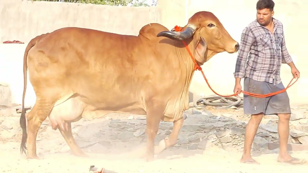 100% pure gir cow dev mani aravali dairy farm 9983954391