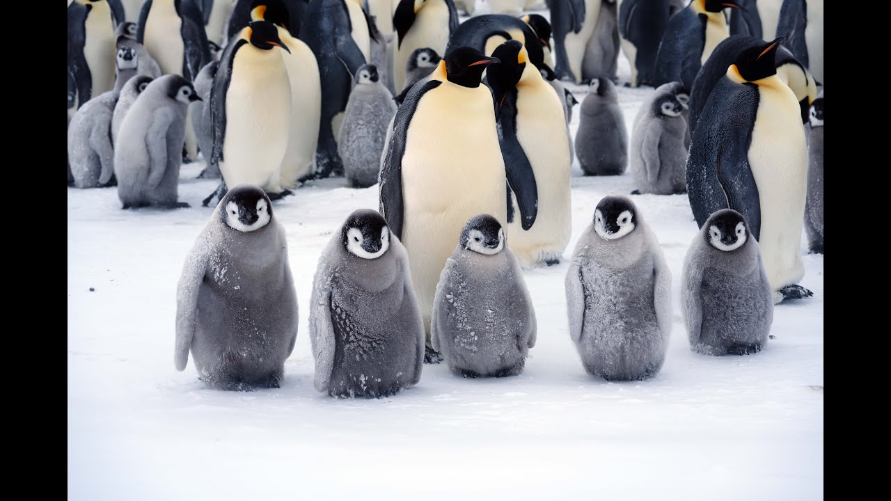 My adventure to the Emperor Penguin colony in Antarctica in 2022　　　　南極大陸皇帝ペンギン生息地への冒険（2022年）