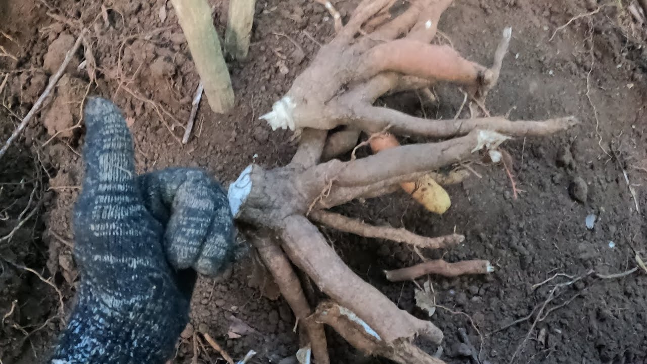 2 em cau đỏ lên bờ.