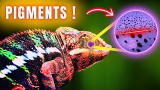 How CHAMELEONS Change Colours❓