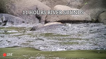 Forest Creek Ambience Live 24/7 | Gentle River White Noise | Deep Sleep & Study