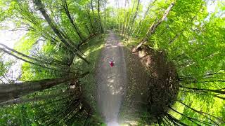 “A Forest Journey to a Beautiful Swamp” 🌿