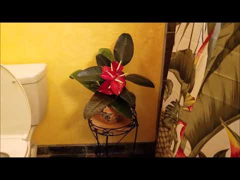 Lazy Lehua Cottage Youtube