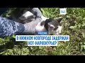 В Нижнем Новгороде задержан кот-наркокурьер