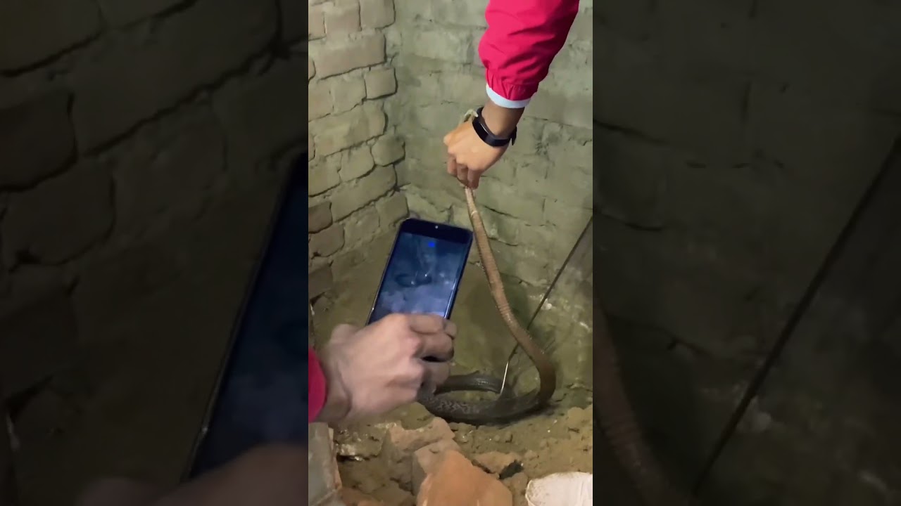 Indian spectacle cobra  rescue 