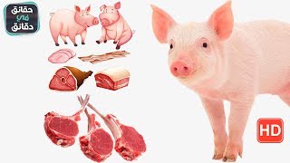 لماذا حرم الله اكل لحم الخنزير؟ وما هي الحكمة من خلق الخنزير؟