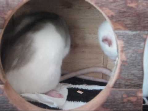 Video: Hoe Ratten Te Wassen?