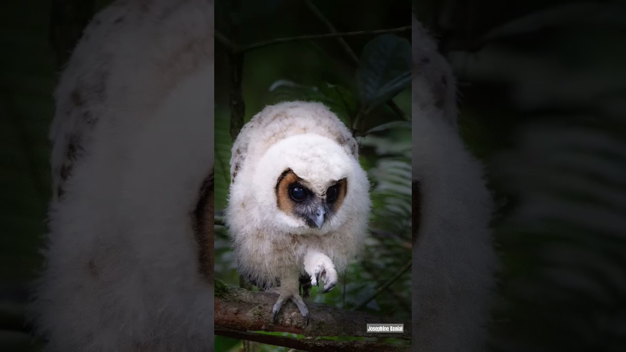 Baby_Brown Wood Owl 🦉 