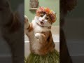 猫のハワイアンダンス