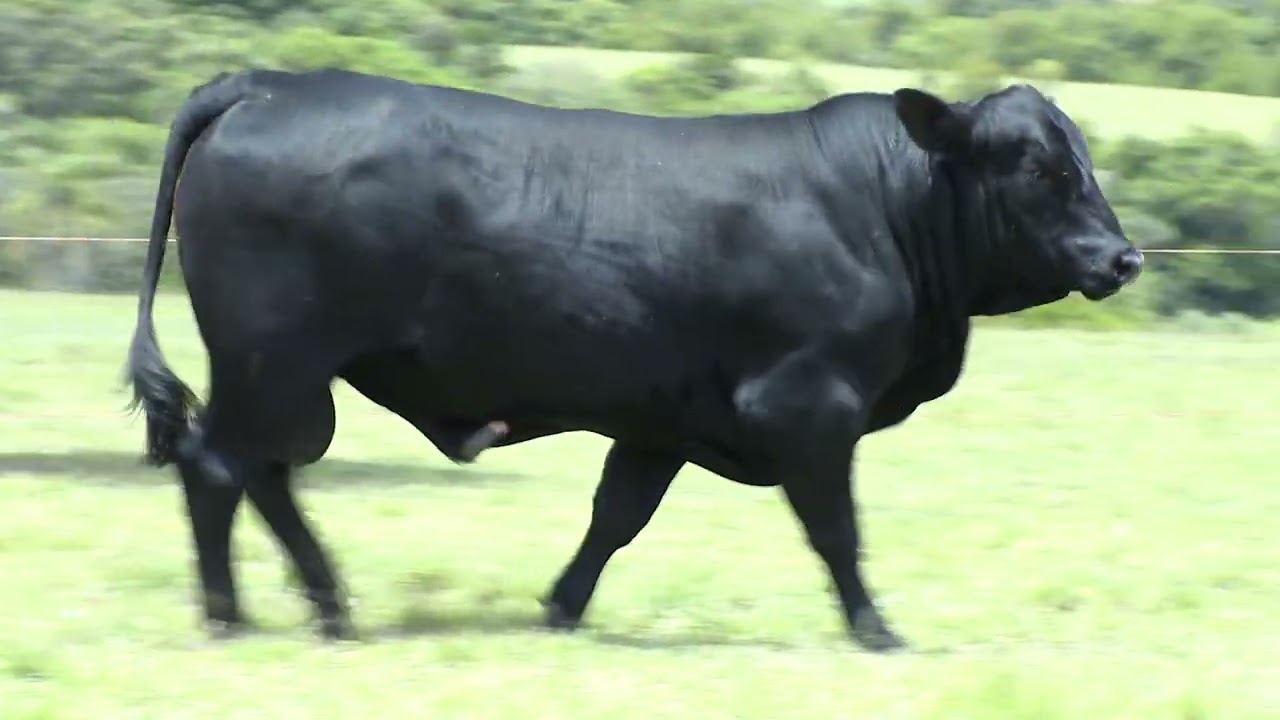 LOTE UB02   TAT U103