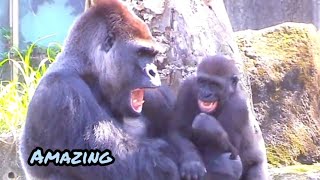 迪亞哥帶娃😆🤣💦#Djeeco#ゴリラ#迪亞哥#金剛猩猩#taipeizoo #gorilla #台北市立動物園