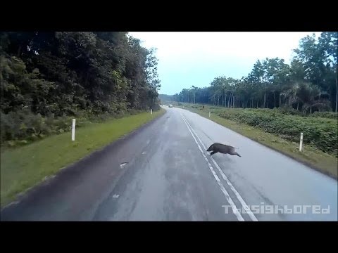 Kamikaze wild boar motorcycle crash