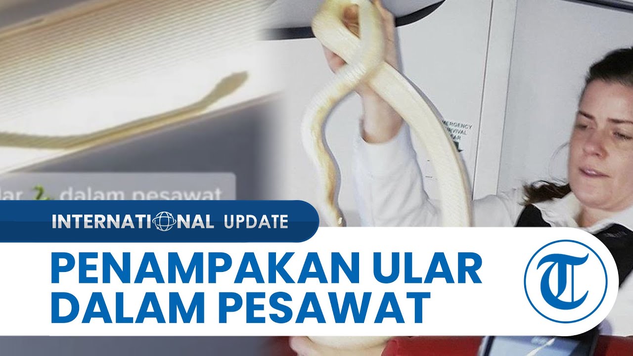 Pesawat ular dalam Kec0h ular