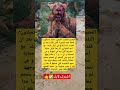 الصورة مؤثرة جدا لأنثى الأسد بعد ان فقدت احد أنيابها من لأجل حماية صغيرها 