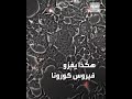 شاهد كيف يتسلل فيروس كورونا إلى خلايا دماغ خفاش وتحويل الخلايا إلى مصانع لصنع الفيروسات 