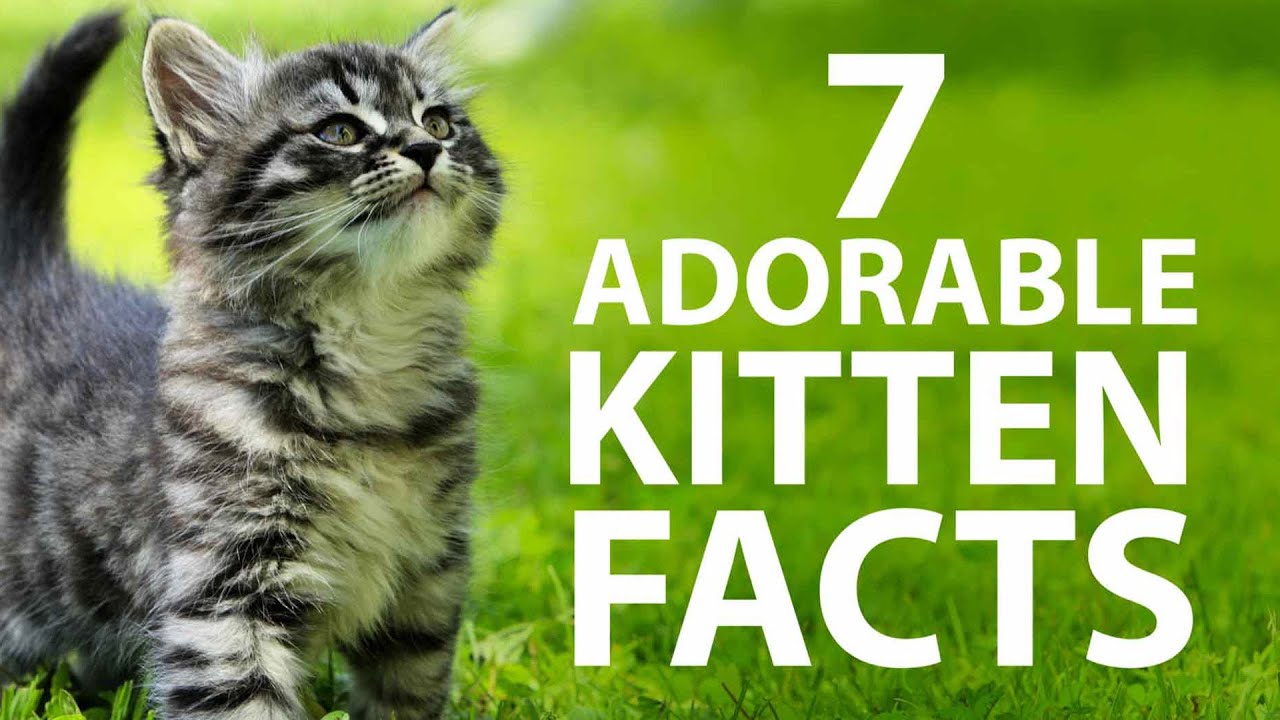 fun facts about kittens